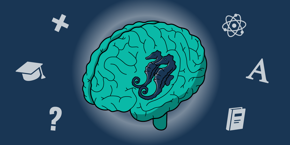 Three Ways To Improve Your Hippocampus - Growth Engineering