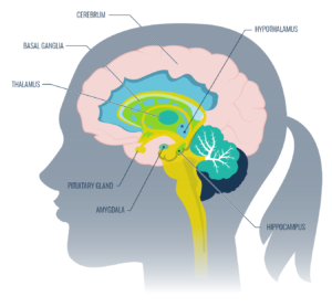 The Limbic System: Basal Ganglia