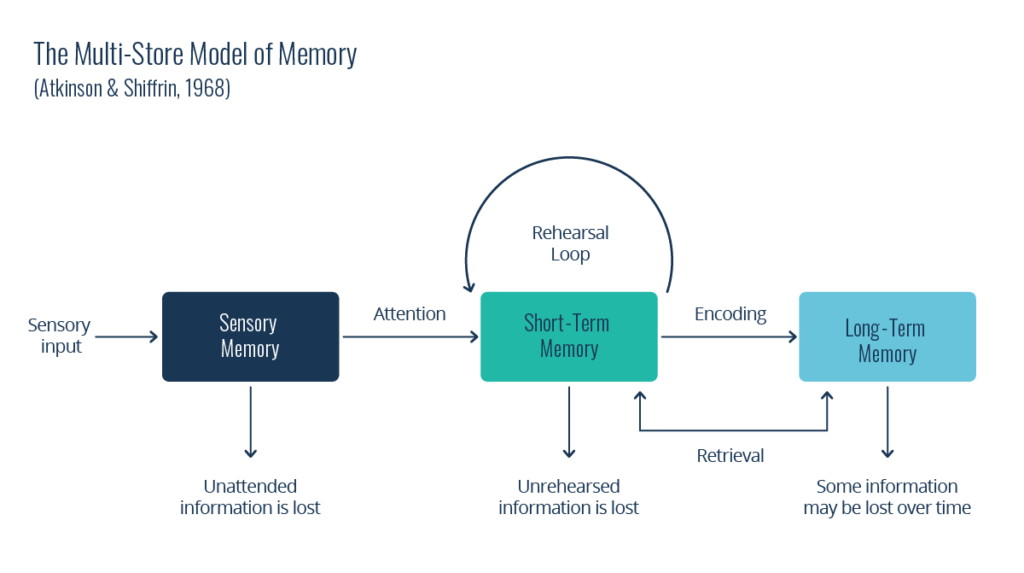 Information processing theory model: Atkinson and Shiffrin Multi-Store Model of Memory