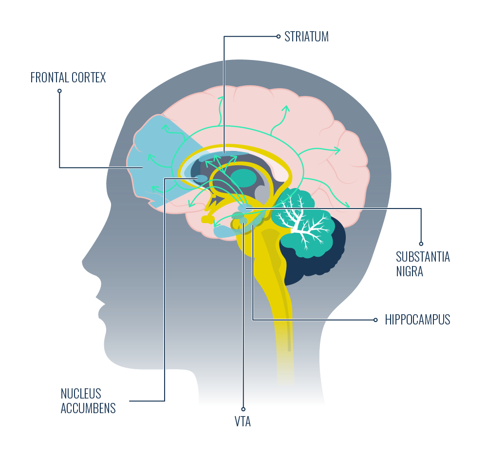 Dopamine reward pathways