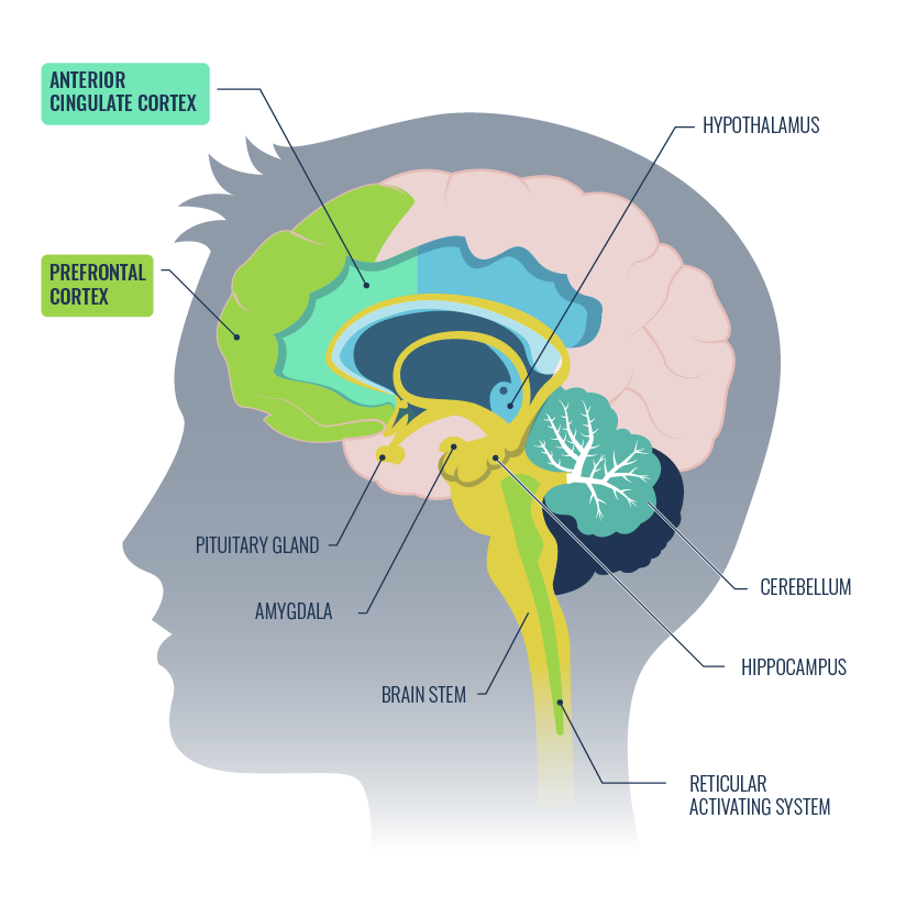 Metacognition: Prefrontal Cortex and Anterior Cingulate Cortex