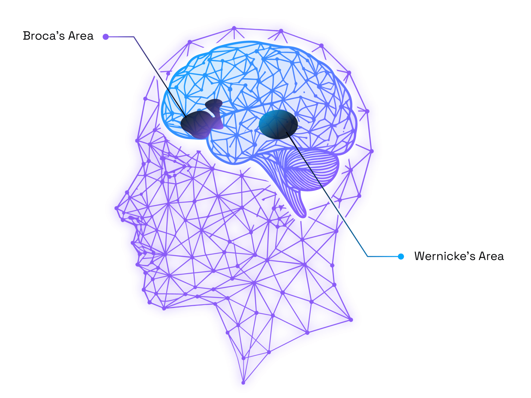 Broca's Area and Wernicke's Area, Brain Diagram