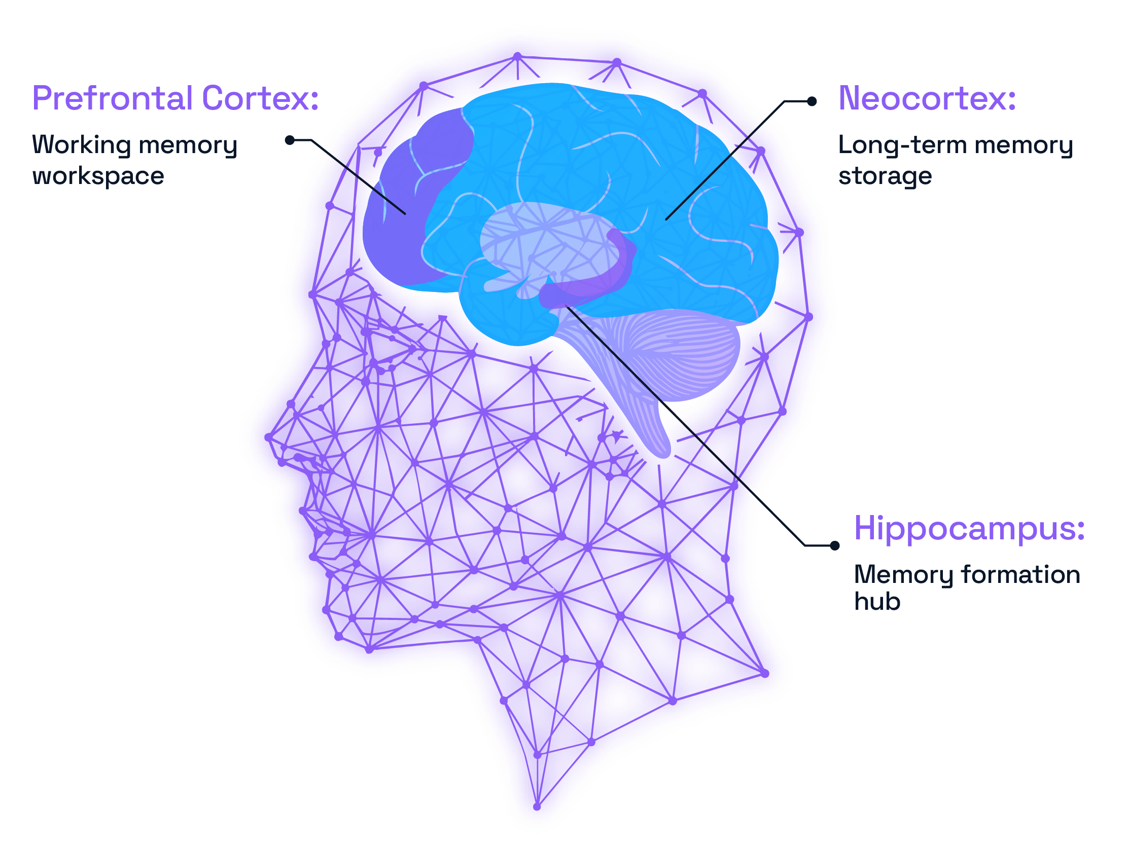 Memory diagram: prefrontal cortex, neocortex, and hippocampus labelled