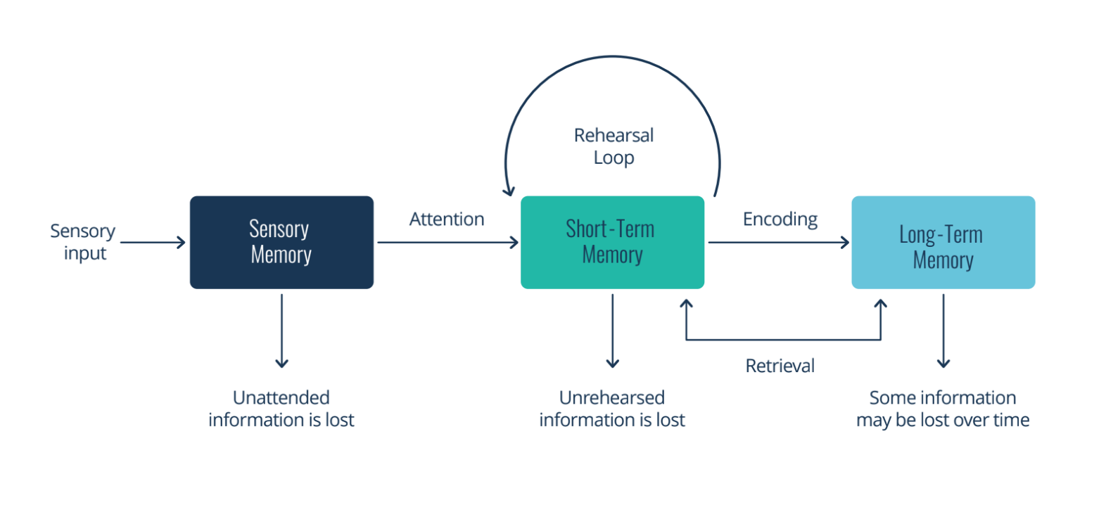Graphic describing how we process memories